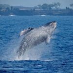 Big Island: Kona Super Raft Whale Watch - The Experience in Detail
