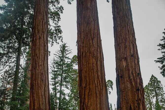 Big Sur Monterey 17 Mile Private Tour from San Francisco 1-12 ppl - Why the Private Vehicle and Customization Matter