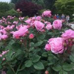 Bike Portland: Bridges, Neighborhoods, Poetry, and Roses - Itinerary Breakdown