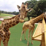 Bioparque Estrella Safari Experience Ticket - Who Will Love This Experience?