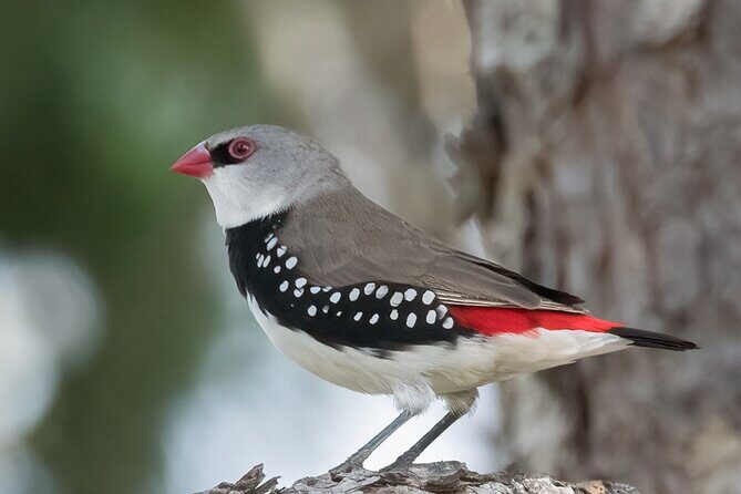 Bird watching and photography around Bathurst, Australia - Is This Tour Worth It?