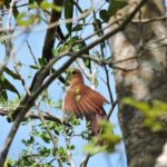 Birdwatching Cancun - The Downside Considerations