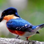 Birdwatching in Sian Ka´an Muyil from Tulum - Shared Group Tour - What Makes This Tour Stand Out?