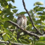 Birdwatching Playa del Carmen - The Value of the Experience