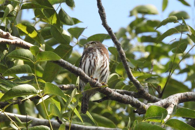 Birdwatching Playa del Carmen - The Value of the Experience