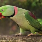 Birdworld Kuranda Entry Ticket - Why You Might Love It