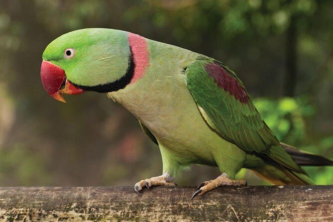 Birdworld Kuranda Entry Ticket - Why You Might Love It