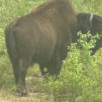 Bison Highway Wildlife Tour - Diving Into the Experience