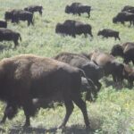 Black Hills Custom Private Day Tour - Who Would Love This Tour?