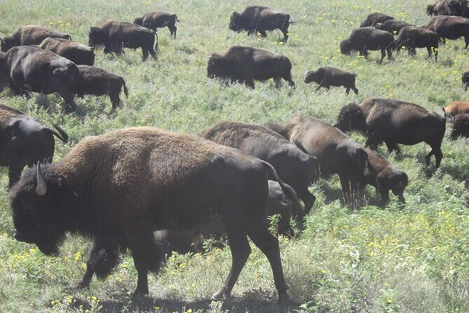 Black Hills Custom Private Day Tour - Who Would Love This Tour?