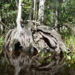 Blackwater Creek: Exclusive Nature Escape Kayak Adventure - Who Is This Tour Best For?