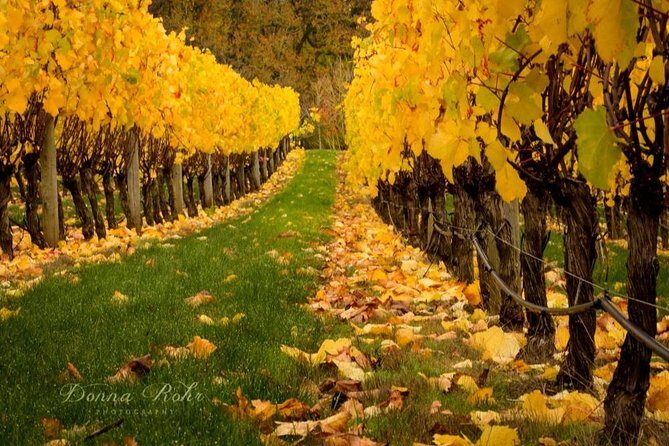 Blenheim Half day Wine Tour - The Itinerary and What to Expect