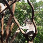 Blue Mountains Day Tour With Bushwalks, Waterfalls & Featherdale - How Good Is the Value?