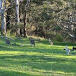 Blue Mountains Private Tour & Memorable Gems & wild marsupials - Evaluating the Value of This Tour