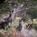 Blue Mountains Sunset Waterfalls Wildlife Tour From Sydney - Final Thoughts