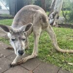 Blue Mountains Wildlife Full-Day Sights and Hiking from Sydney - Considerations and Possible Drawbacks