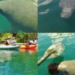 Blue Springs Kayak & Swim Wildlife Adventure - The Practical Side: What You Need to Know