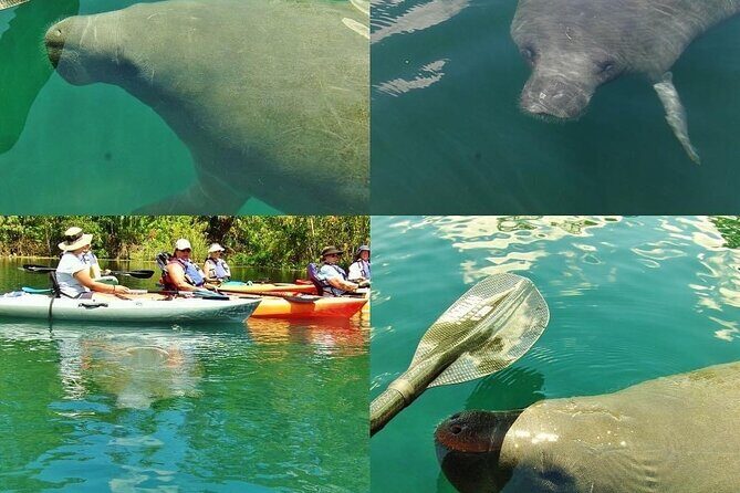 Blue Springs Kayak & Swim Wildlife Adventure - The Practical Side: What You Need to Know