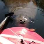 Blue Springs Manatee Tours & Wildlife Adventure Orlando - The Specifics of the Itinerary