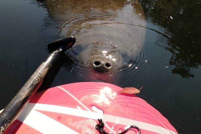 Blue Springs Manatee Tours & Wildlife Adventure Orlando - The Specifics of the Itinerary