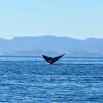 Blue Whale Watching in Loreto - The Highlights: Wildlife and Views