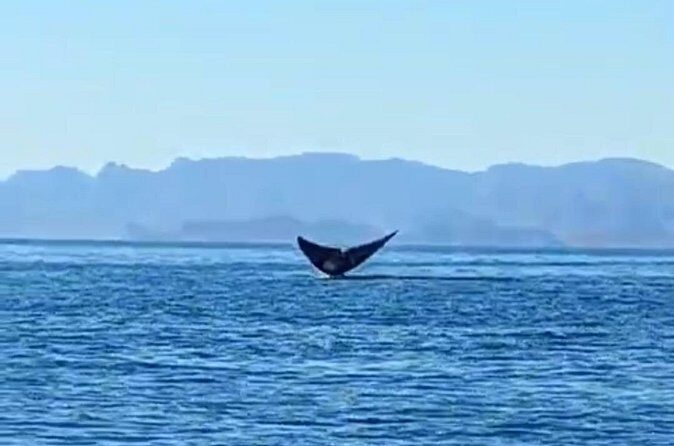 Blue Whale Watching in Loreto - The Highlights: Wildlife and Views