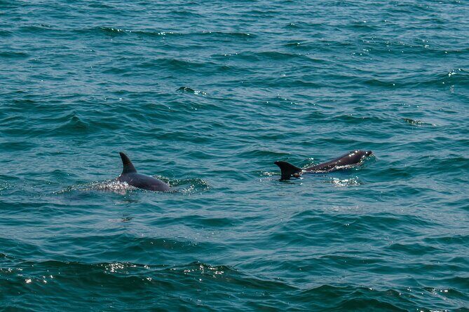 Boat Tour Snorkeling Tour with Guide, Drinks and Fruit - The Highlights of the Itinerary