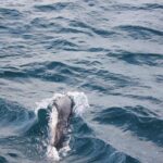 Boat Trip to See Marine Life in Puerto Escondido - Insights from Travelers’ Reviews