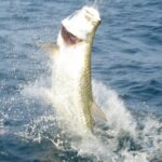 Boca Grande Inshore Fishing Charter - What You Can Expect During the Day