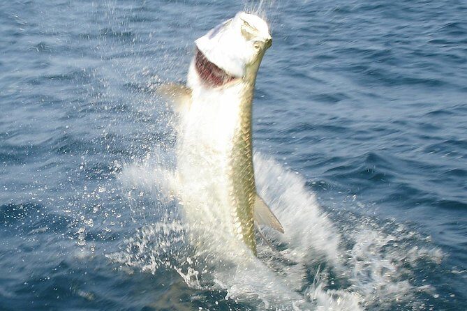 Boca Grande Inshore Fishing Charter - What You Can Expect During the Day