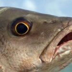 Boca Raton Inshore Fishing Trip - Final Thoughts