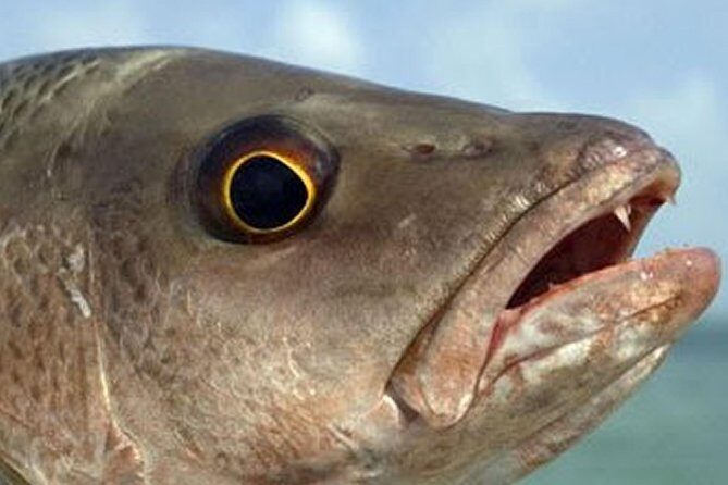 Boca Raton Inshore Fishing Trip - Final Thoughts