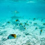 Bora Bora: Half-Day Lagoon Snorkelling Tour - The Overall Experience: What Do People Say?