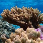 Bora Bora Lagoon Snorkeling Tour by Private Boat - The Private Boat Experience