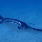 Bora Bora: Luxury Private Half Day Snorkeling Tour - Deep Dive into the Itinerary