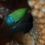 Bora Bora: Small Group Snorkeling Boat Tour with Pickup - Who Is This Tour Best For?