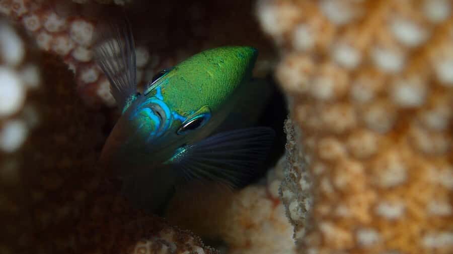 Bora Bora: Small Group Snorkeling Boat Tour with Pickup - Who Is This Tour Best For?