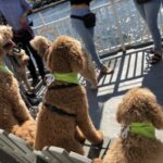 Boston: Scenic Harbor Cruise (Dog-Friendly) - What Makes This Tour Special?
