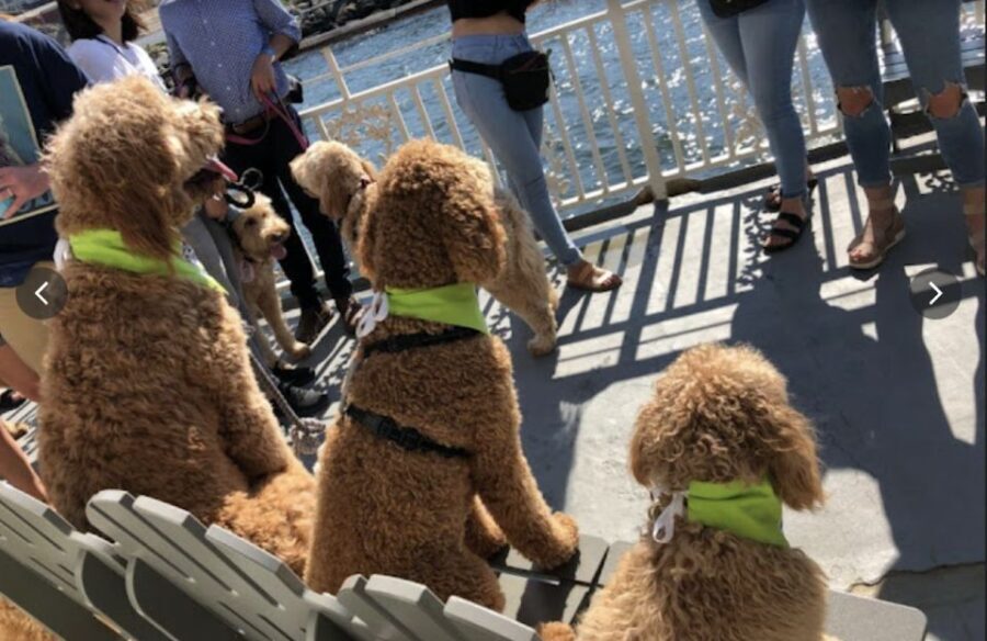 Boston: Scenic Harbor Cruise (Dog-Friendly) - What Makes This Tour Special?