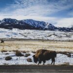 Bozeman: 6 Day Yellowstone Winter Wonderland Tour - The Practical Side: What’s Included and What to Expect