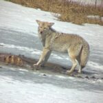 Bozeman Winter Wildlife Safari, Lamar Valley, Burrito and Lunch - Price and Value