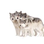 Bozeman: Yellowstone Wolves and Winter 4Day/3Night Adventure - The Value of Guided Wildlife Watching