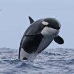 Bremer Bay: Bremer Canyon Killer Whale Expedition - What the Reviews Say