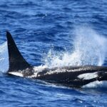 Bremer Bay Orca Experience - Handling Seasickness