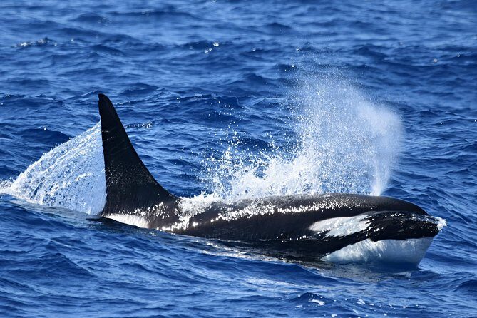 Bremer Bay Orca Experience - Handling Seasickness