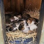 Bridge, Puppies, and Summit Triple Combo in Skagway - How Much Does It Cost & What’s the Value?