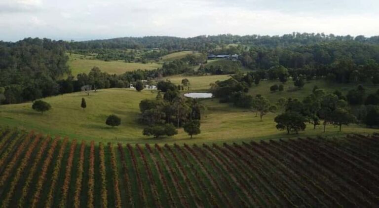 Brisbane: Picnic in the Vines - The Food & Setting