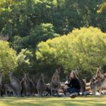 Brisbane River Cruise with entry to Lone Pine Koala Sanctuary - FAQ