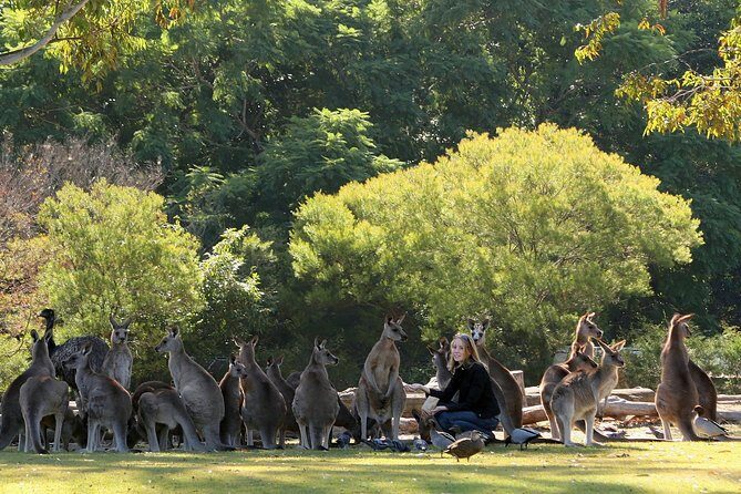 Brisbane River Cruise with entry to Lone Pine Koala Sanctuary - FAQ