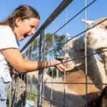 Brisbane: Trevena Glen Farm 1hr Animal Experience - Details of the Tour Itinerary
